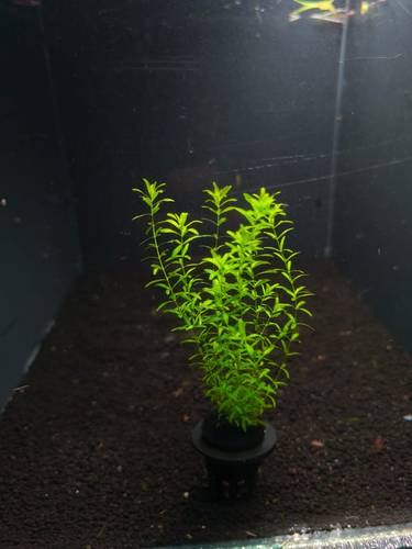 Pearl weed