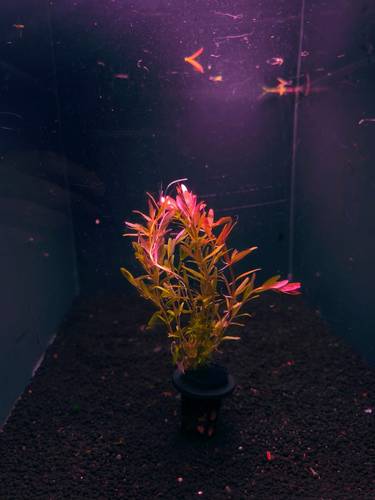 Rotala Pink