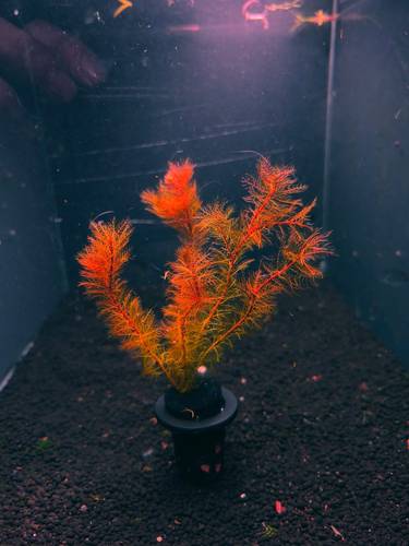 Myriophyllum sp. 