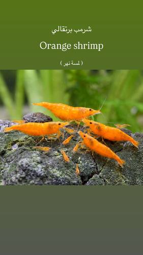 شرمب برتقالي