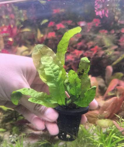 Java Fern