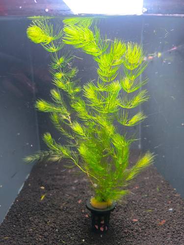 Foxtail