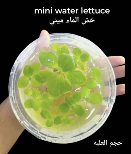 Mini Water Lettuce