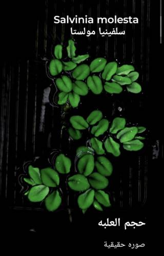Salvinia molesta