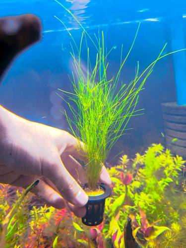 Hairgrass