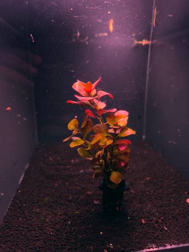 Ludwigia Super Red