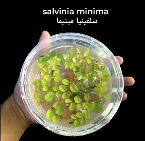Salvinia minima