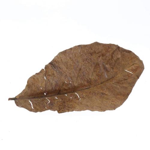 ورق اللوز