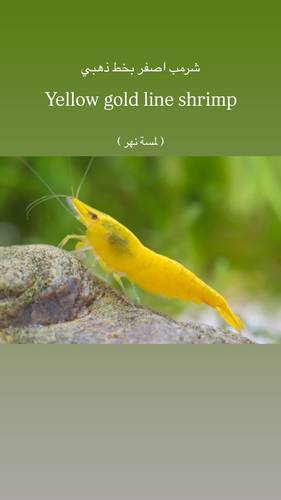 شرمب اصفر