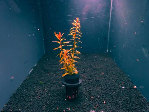 Proserpinaca palustris 'Cuba