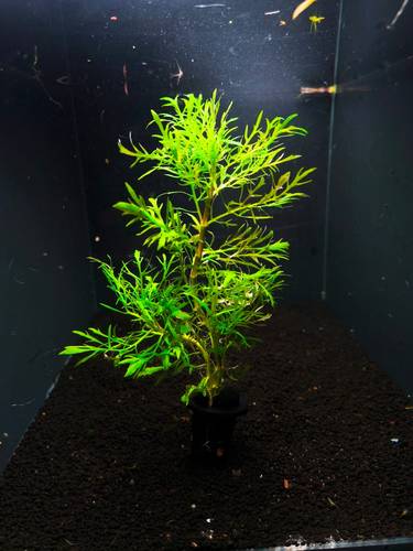 Hygrophila difformis