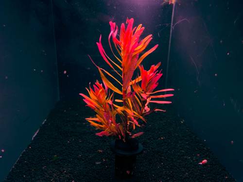 Ammannia gracilis