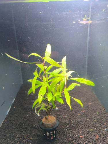 Hygrophila long leaf