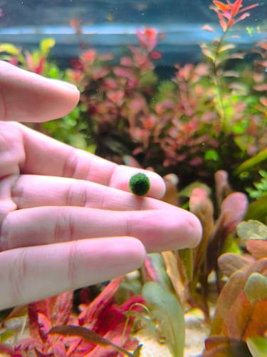 Marimo Moss Ball
