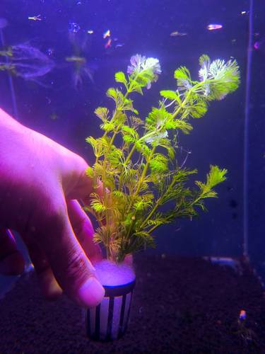 Limnophila sessiliflora