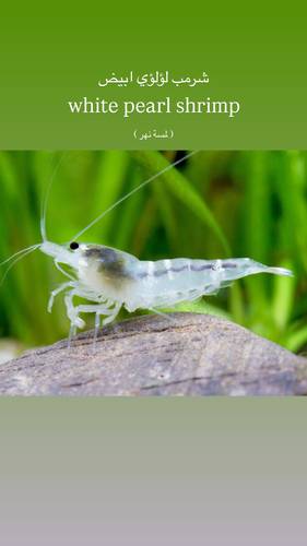 شرمب ابيض