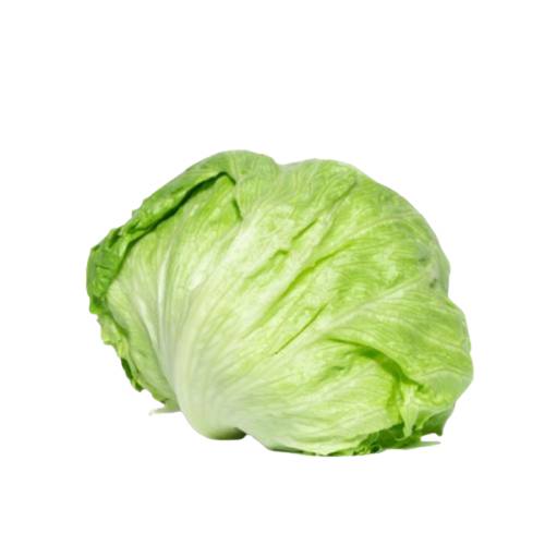 Large American Lettuce