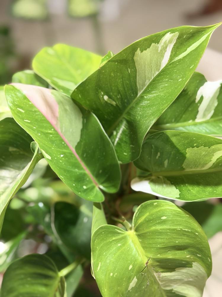 Philodendron White Princess