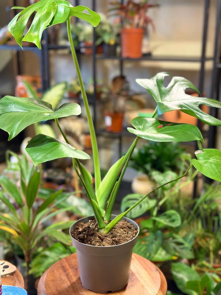 مونستيرا صغيرة بالعمر 🌿 أناقة تنمو يومًا بعد يوم ✨ لتصبح مع الوقت إحدى أجمل زوايا منزلك.