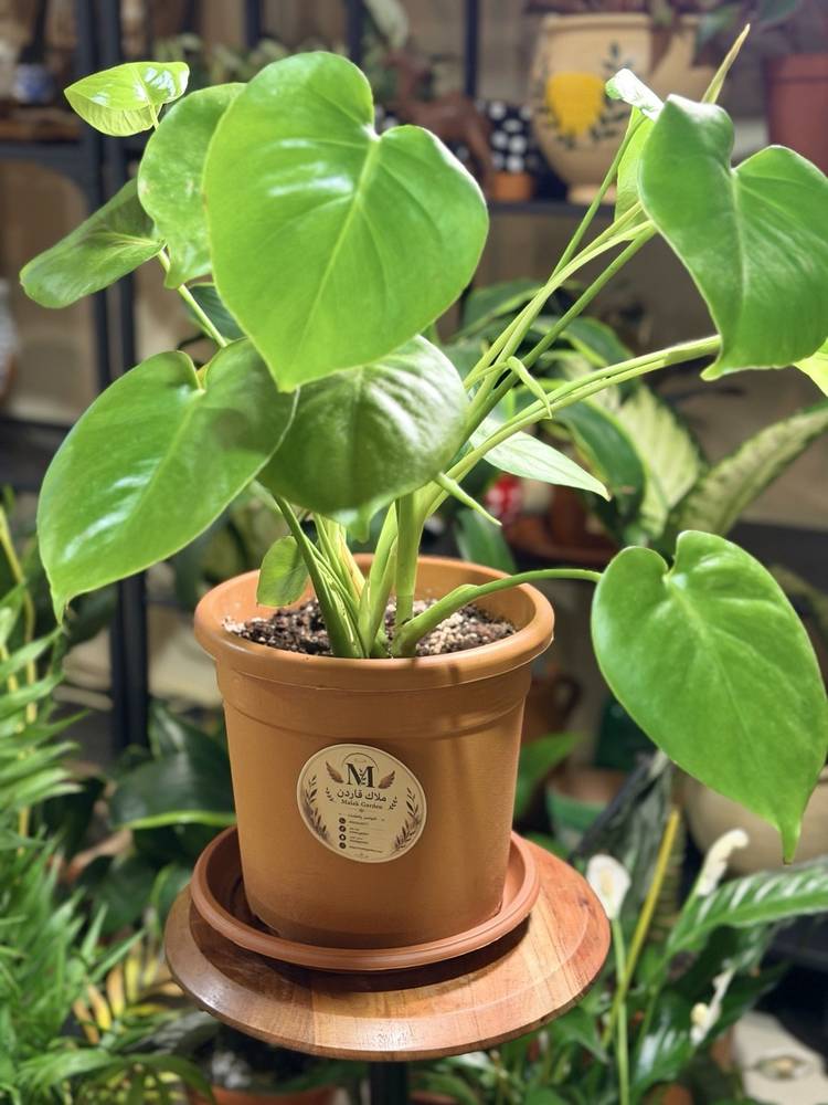 🌿  مونستيرا صغيرة بالعمر… كبيرة بالحضور ✨ ليست مجرد نبتة، بل قصة نمو تبدأ اليوم. أوراق قلبية ناعمة بلون أخضر نابض بالحياة، ومع مرور الوقت تتشكل شخصيتها المميزة التي جعلت المونستيرا أيقونة النباتات المنزلية