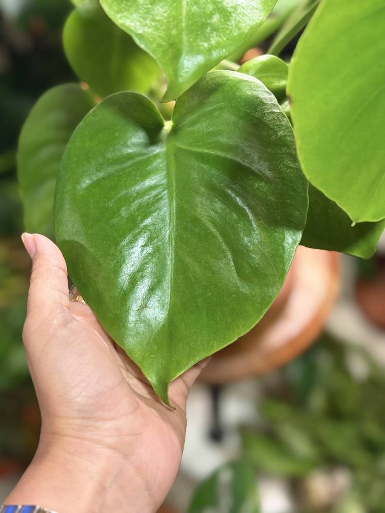 🌿  مونستيرا صغيرة بالعمر… كبيرة بالحضور ✨ ليست مجرد نبتة، بل قصة نمو تبدأ اليوم. أوراق قلبية ناعمة بلون أخضر نابض بالحياة، ومع مرور الوقت تتشكل شخصيتها المميزة التي جعلت المونستيرا أيقونة النباتات المنزلية