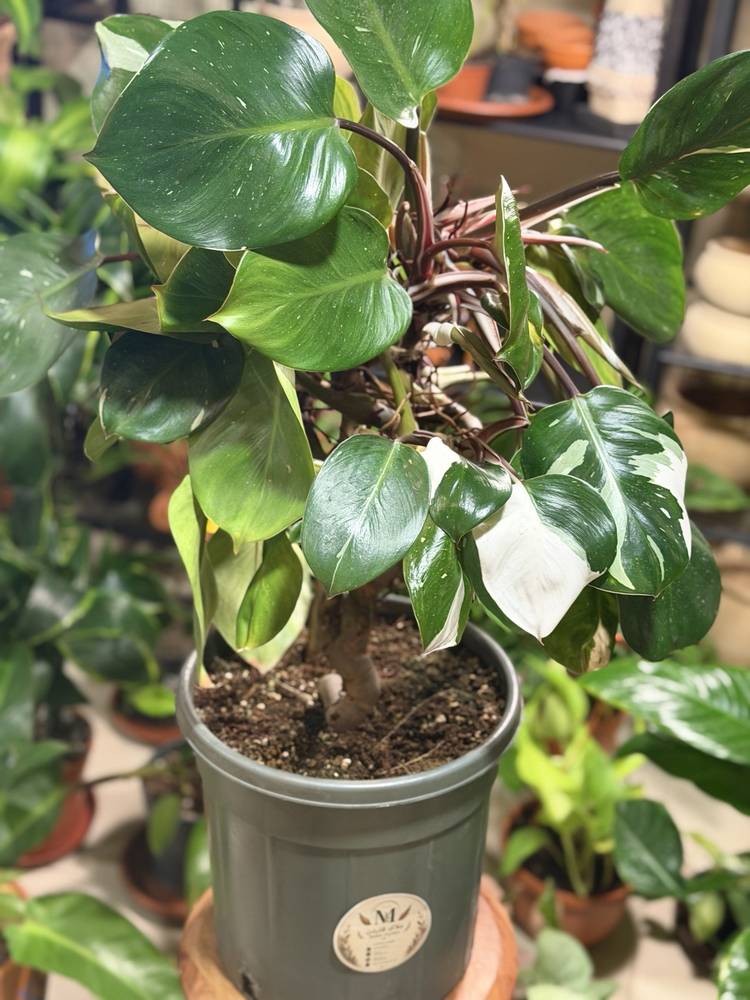Philodendron White Princess