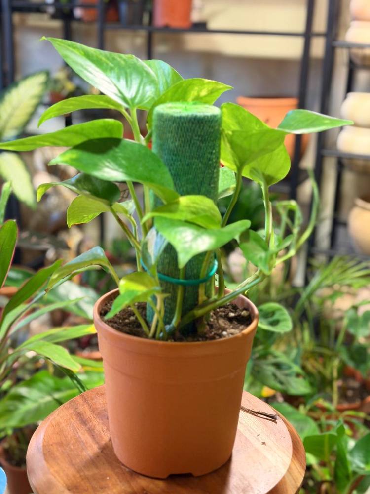 البوتس الذهبي 🌿 خيوط من الجمال تتدلى برقة ✨ لتمنح زوايا منزلك حيوية وأناقة لا تفقد بريقها.