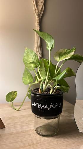 نبتة