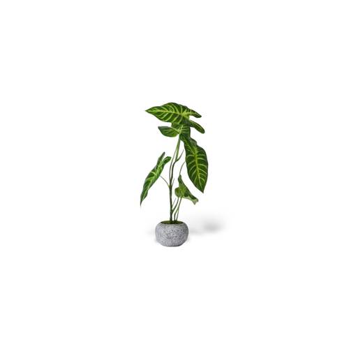 نبتة رِواء