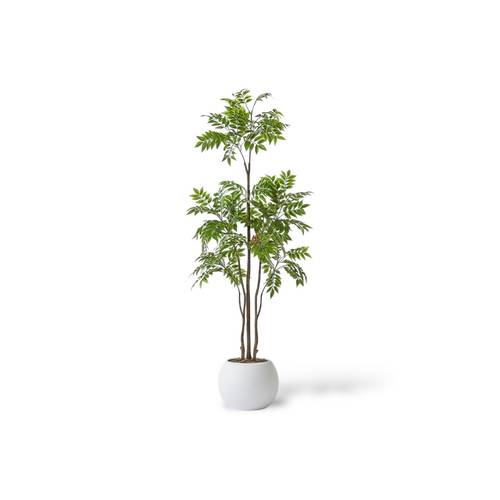 شجرة سَنا