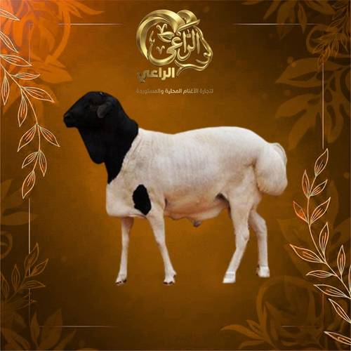أضحية خروف بربري 