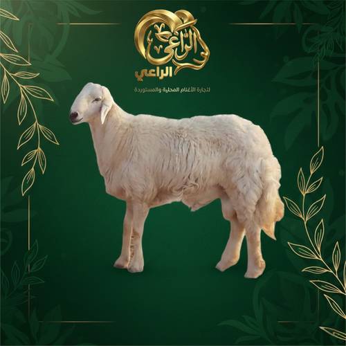  أضحية خروف حري - مربى محليا تربية خاصة