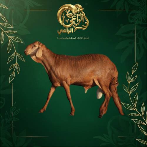 أضحية  خروف سواكني - مربى محليا تربية خاصة