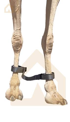 قيد جمل لصق 