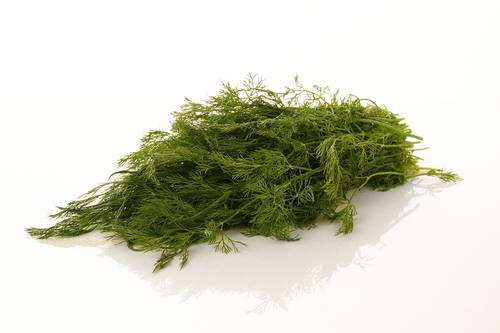 شبث طازج وعطري - ربطة كبيرة