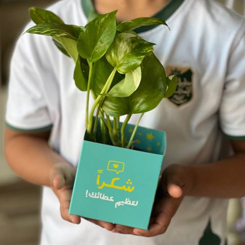 نبتة تيفاني يوم المعلم 🩵