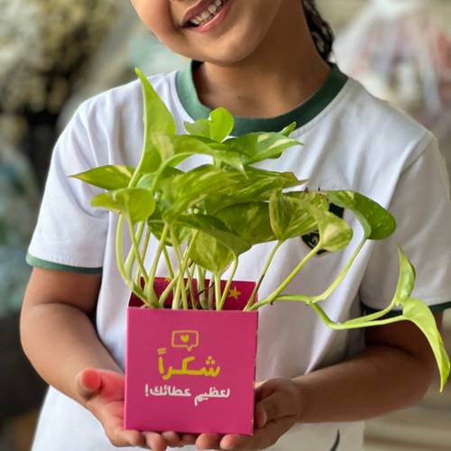 نبتة يوم المعلم فوشي