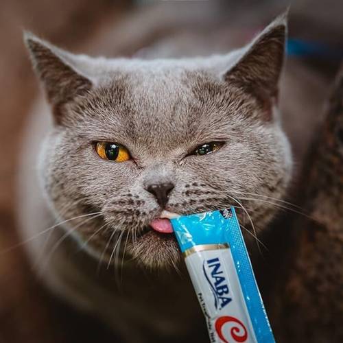 تشورو مكافآت كريمية بالدجاج والسلطعون للقطط 14g x 4