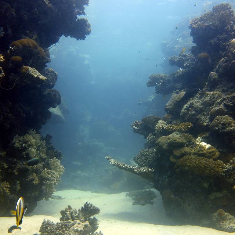 Dive Trip from Rabigh Beach