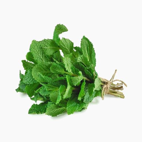 نعناع