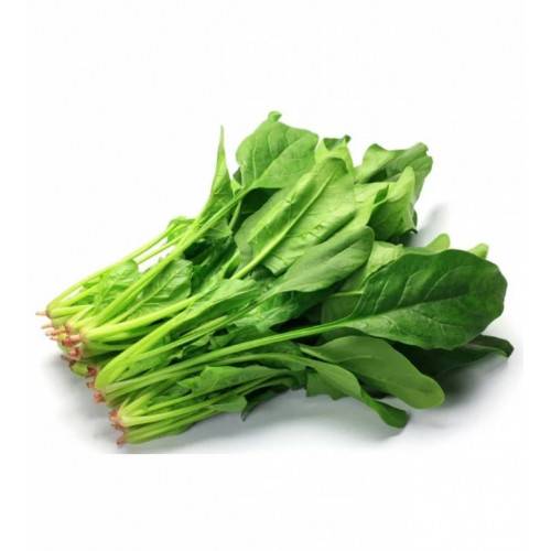 شبت