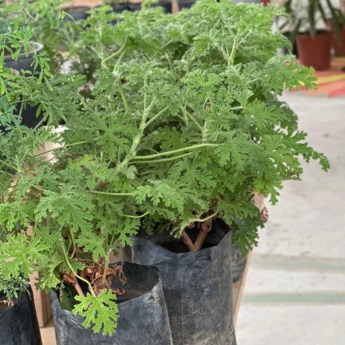 عطره