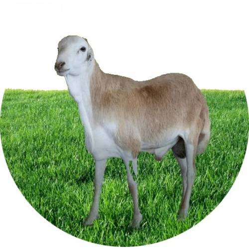 خروف رفيدي ( بلدي ) محلي  