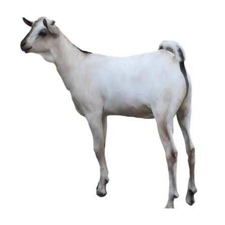 تيس بربري