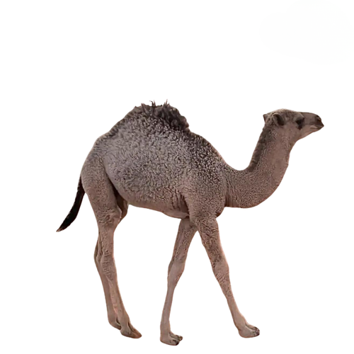 حاشي ( حوار ) محلي 