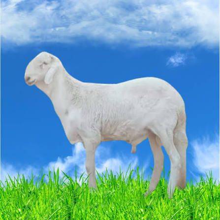 خروف سواكني ابيض