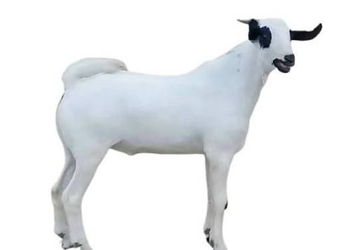 تيس بيشي