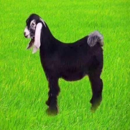 تيس محلي (بلدي) 