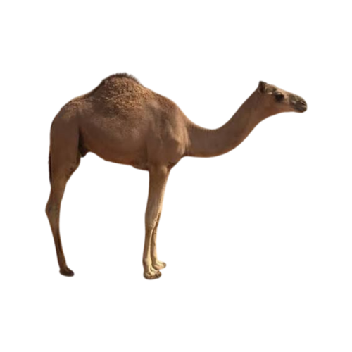 حاشي مستورد