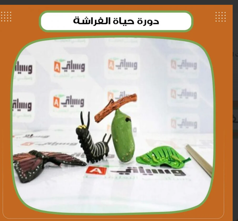 دورة حياة الفراشة